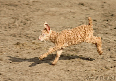 Valentine, the Angora goat running with ears in the air
